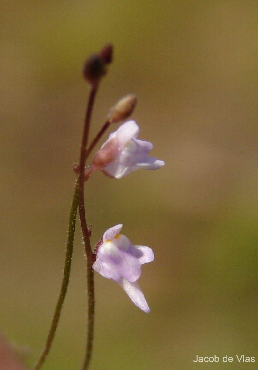 Utricularia hirta Klein ex Link